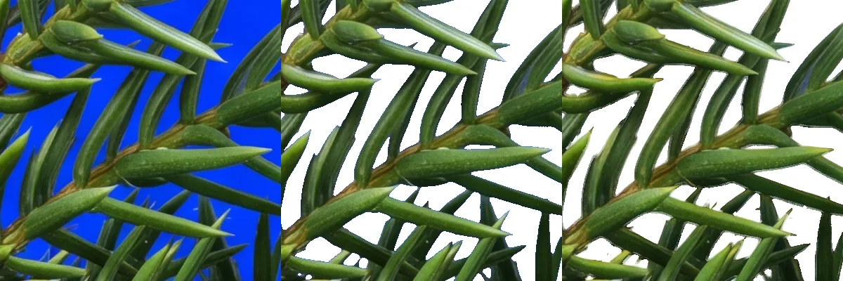Three crops from a juniper branch with berries: the source region on blue, the same region cut by a hard threshold with fine detail dropped and blue-tinted edges left behind, and the ClipBrook cut of it on white